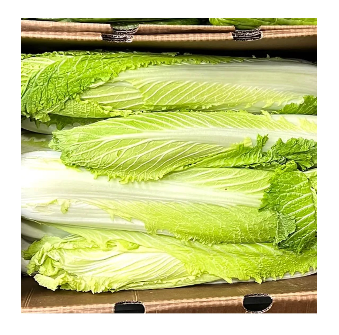 Long Napa Cabbage 2lbs