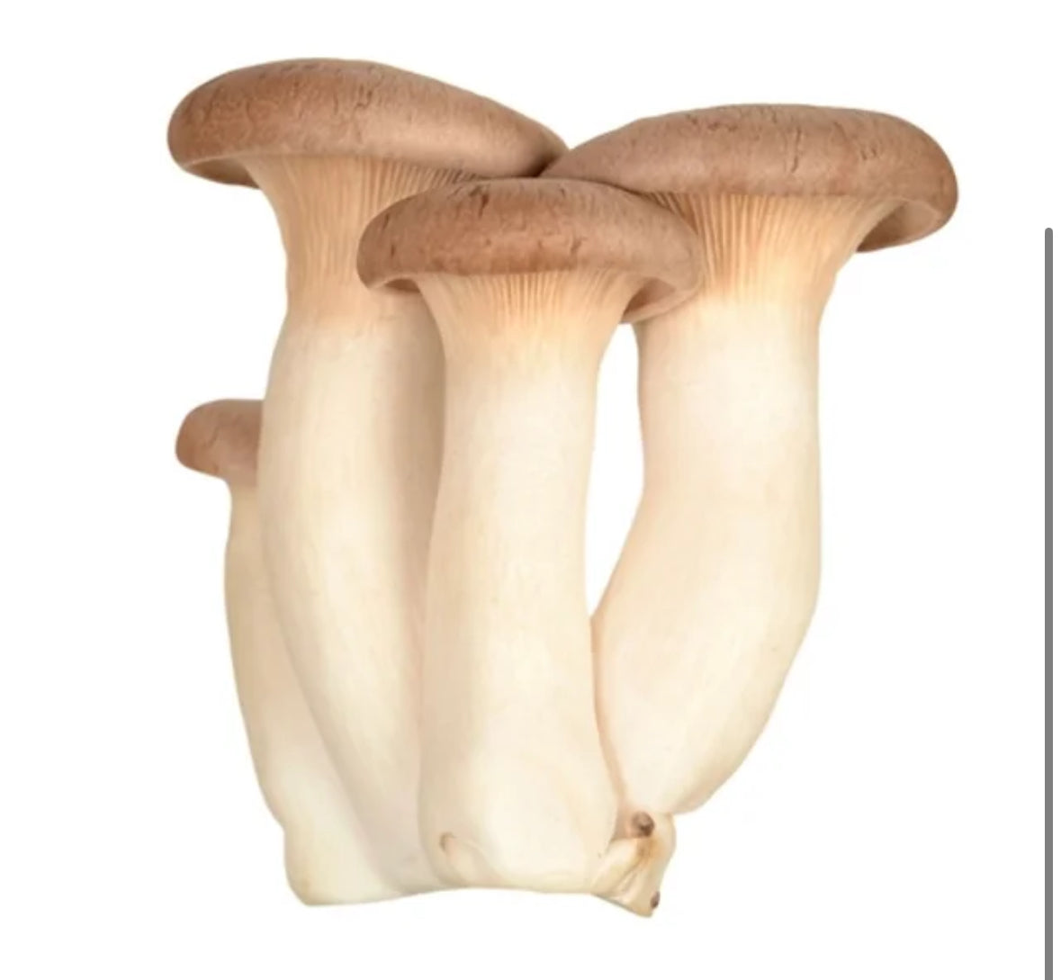 King Oyster Mushrooms 2lbs