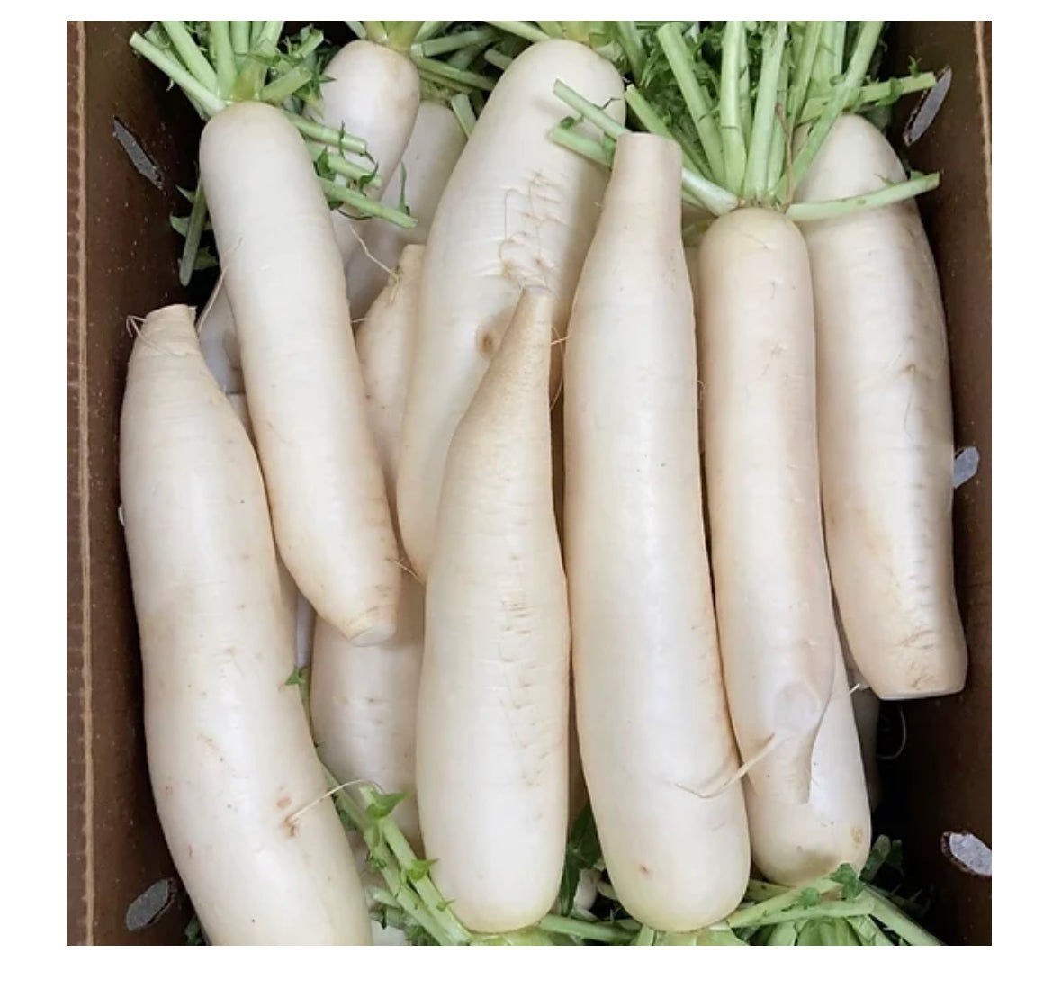 Japanese Daikon Radish 2pcs